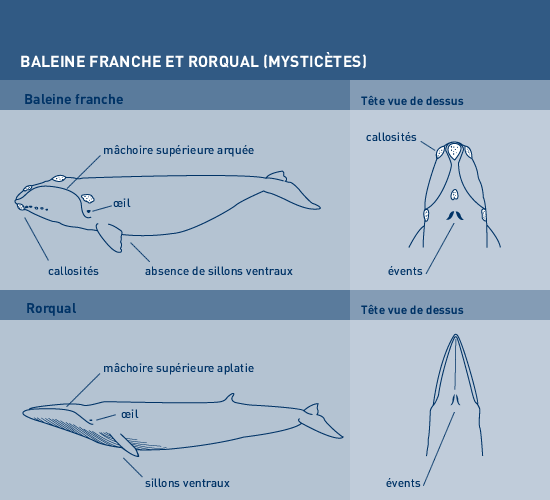 Un ancêtre de la baleine bleue pourrait être l'animal le plus